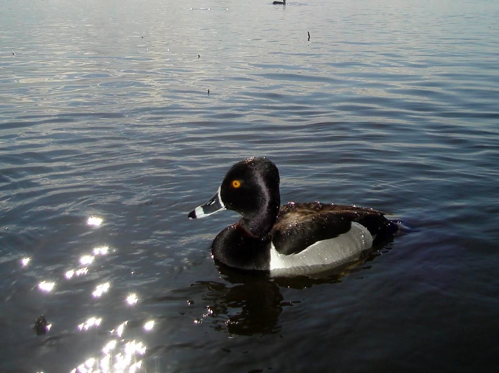 StuartsS60004-28-201213.jpg