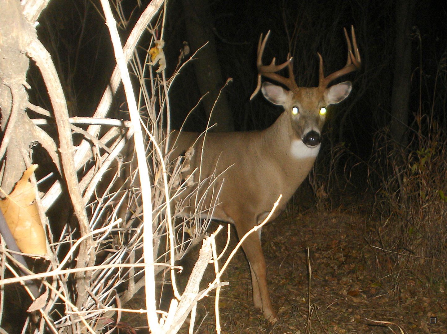 Terrys11-01-201212.jpg