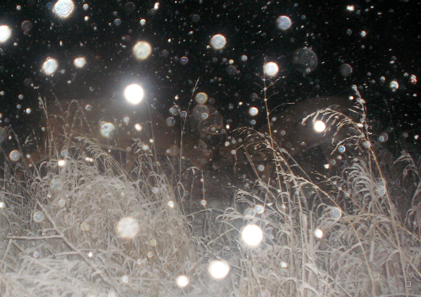 TerrysNorth11-01-201227.jpg