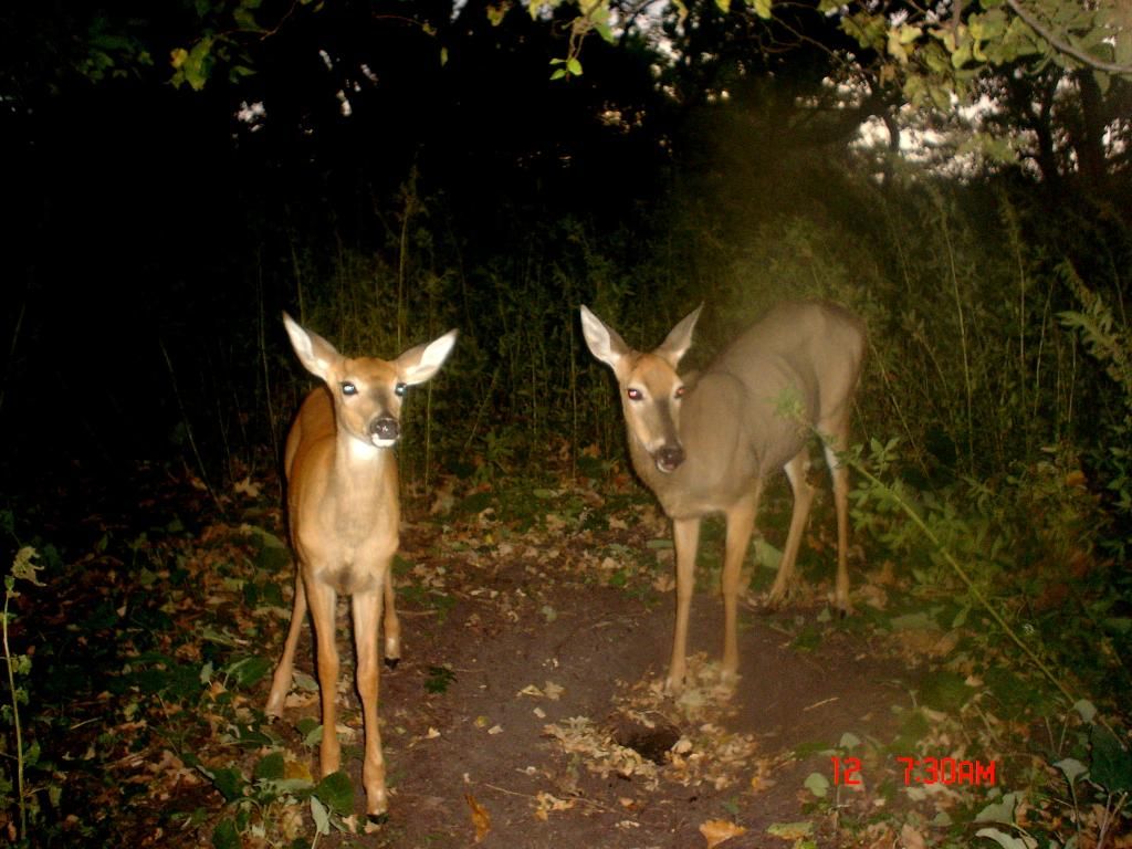 dewitts09-15-2012248.jpg