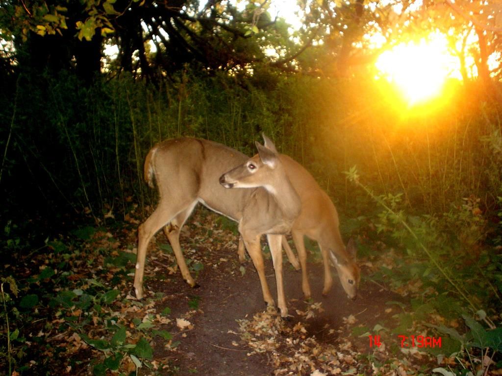dewitts09-15-2012346.jpg