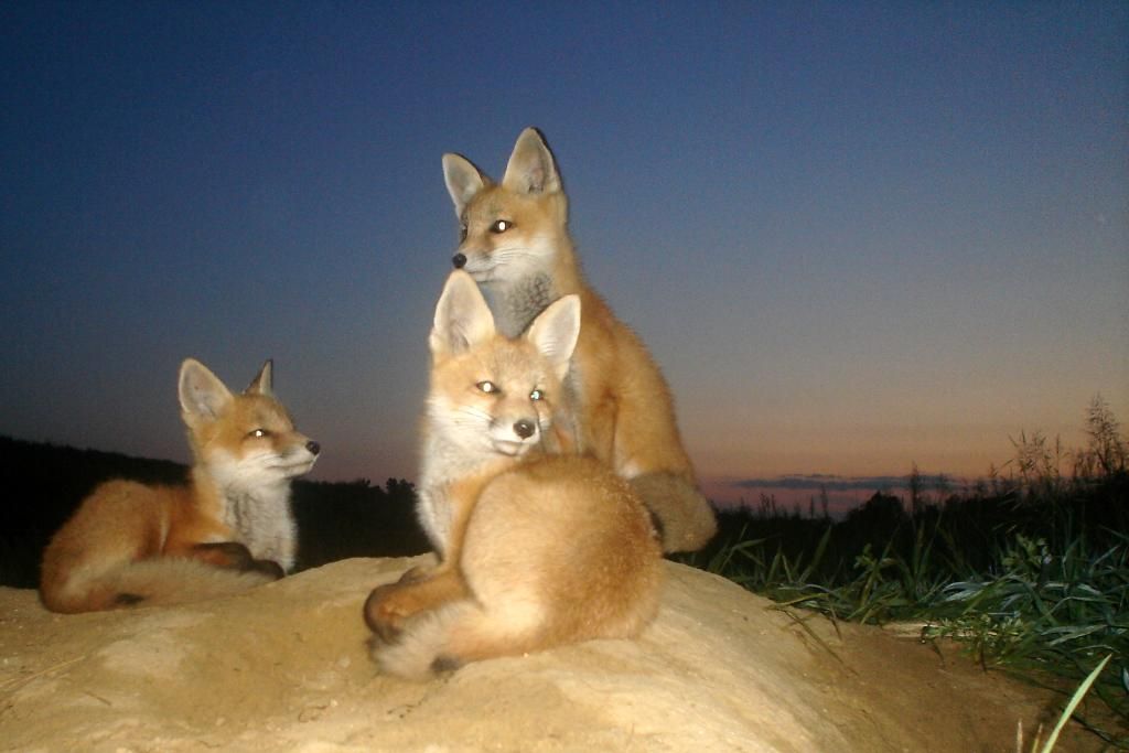 foxden06-01-2012123.jpg