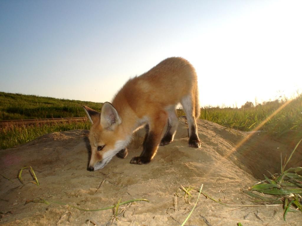 foxden06-01-201219.jpg