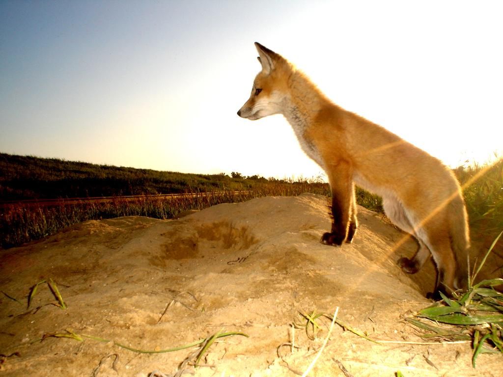 foxden06-01-201222.jpg