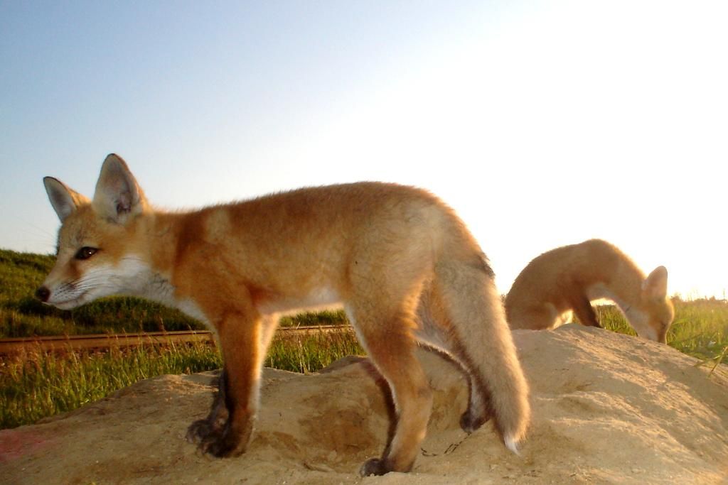 foxden06-01-201228.jpg