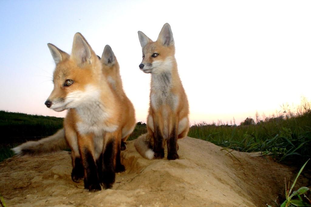 foxden06-01-201258.jpg