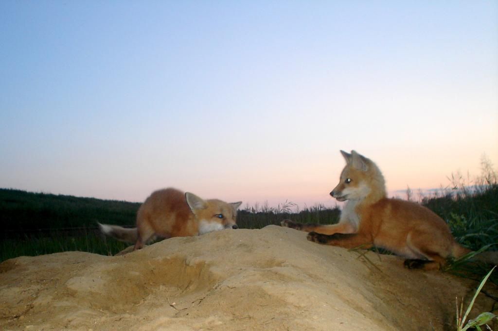 foxden06-01-201277.jpg