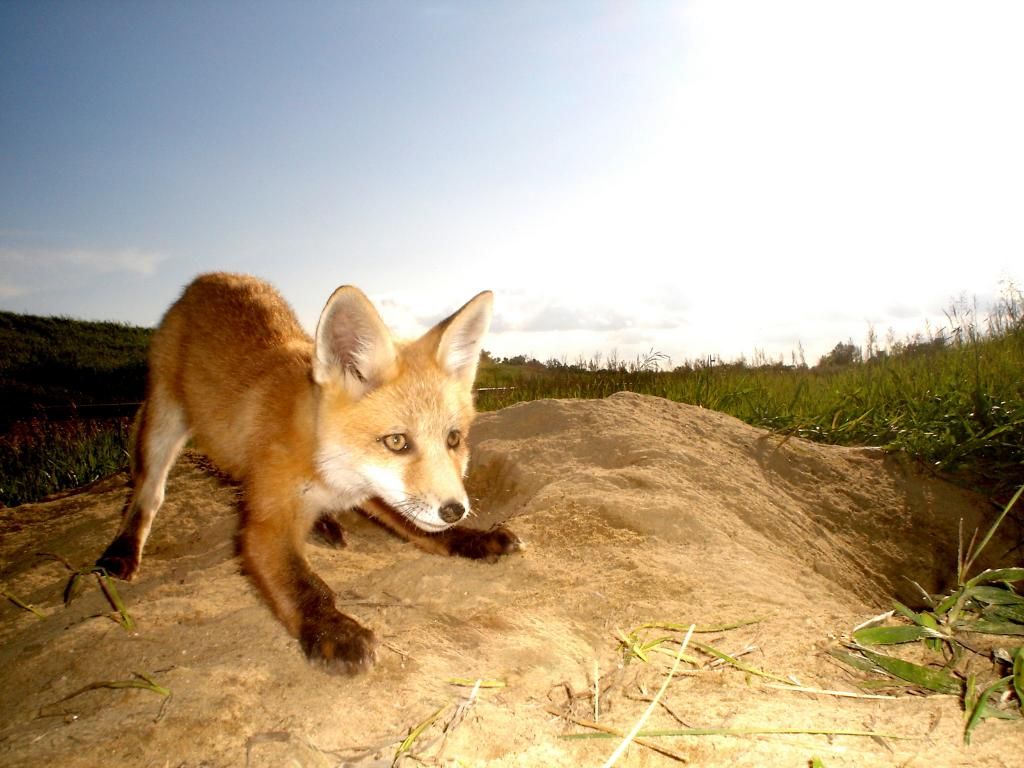 foxden06-01-20128.jpg