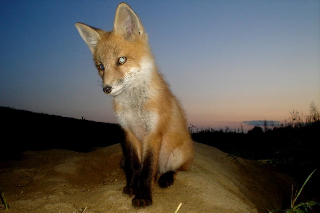 foxden06-01-201291.jpg
