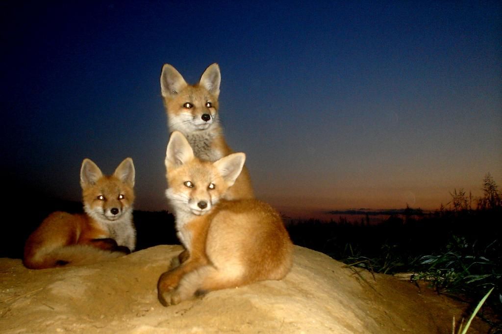 foxden06-01-2013.jpg