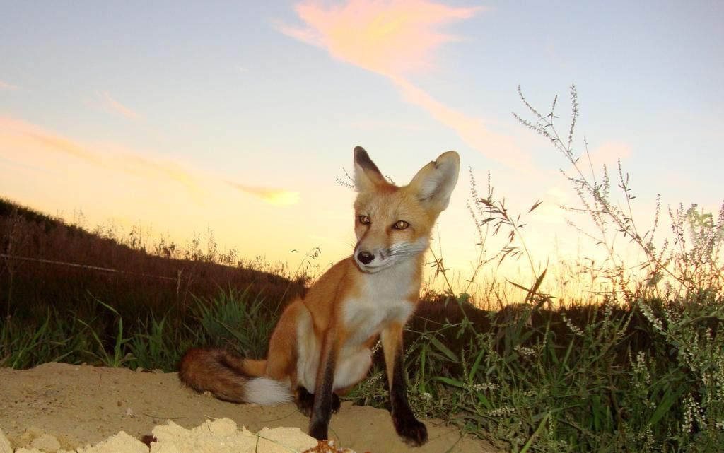 foxden08-18-2012125.jpg