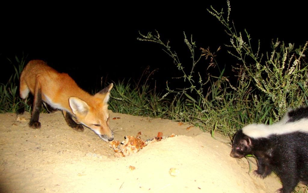 foxden08-18-201213.jpg