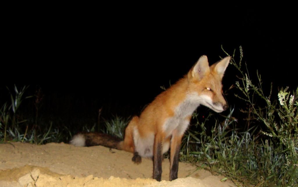 foxden08-18-2012301.jpg