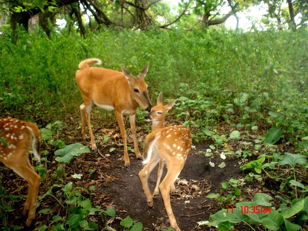 foxden08-18-2012321.jpg