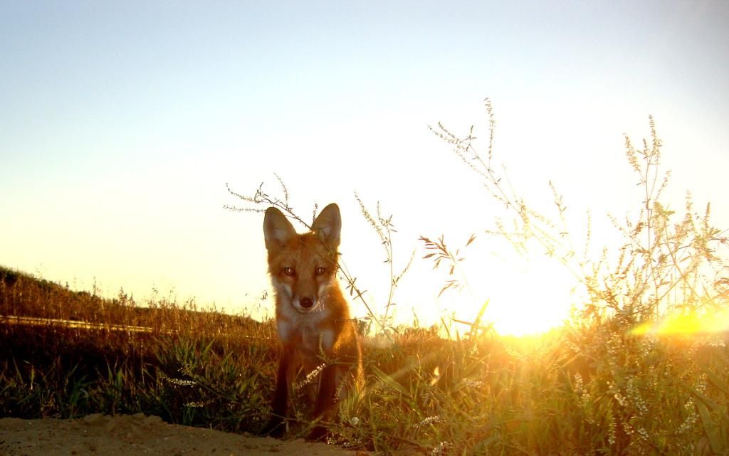 foxden08-18-20124.jpg