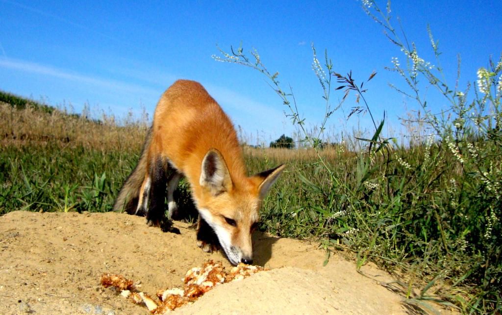 foxden08-18-201284.jpg