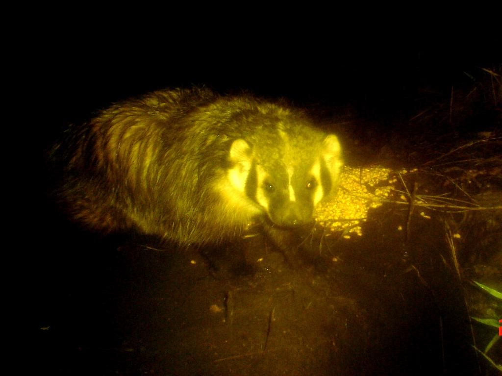 badger03-26-20123.jpg