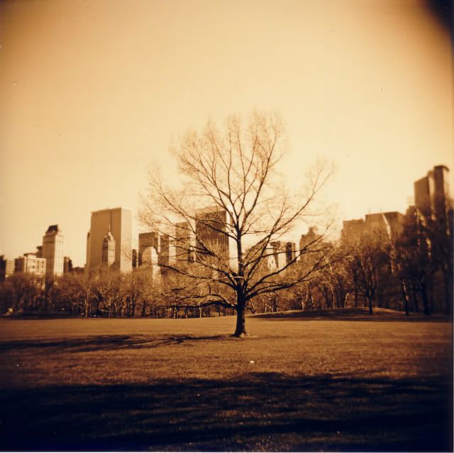 Holga tree