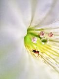  photo ant-and-flower.jpg