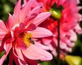 bee-flower-1.jpg image by marcstck