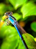  photo dragonfly-2.jpg