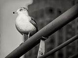 urban-gull-3.jpg image by marcstck