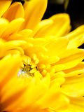  photo yellow-flower.jpg