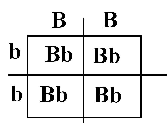 square punnet example problems