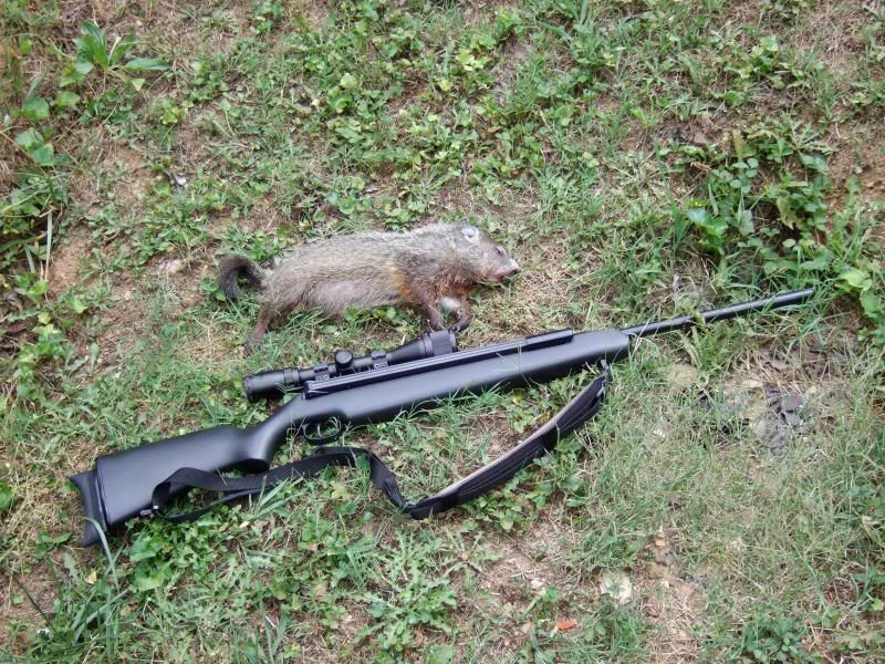 Airgun forum groundhog gun