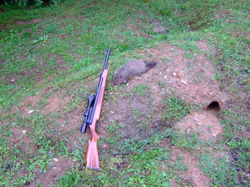 Airgun forum Rifle selection for Groundhogs