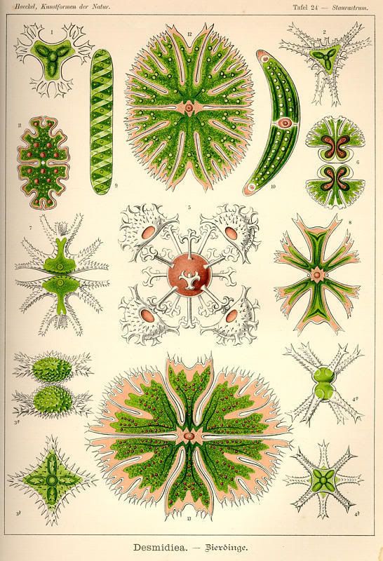 Làmina 24 (Ernst Haeckel)