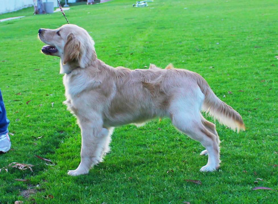 Curly coated Golden? Page 2 Golden Retrievers Golden Retriever Dog Forums