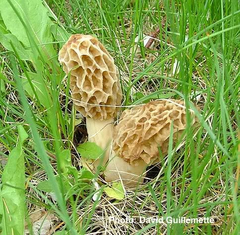 morel5_copy2.jpg