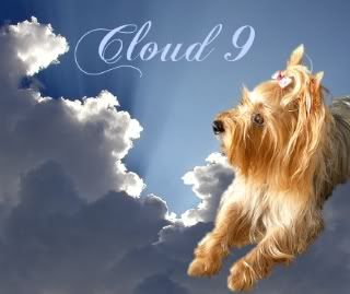 Cloud9 Pretty Fair Hand