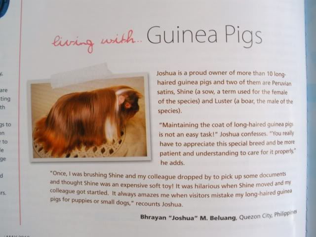 Curly Long Haired Guinea Pig. My Guinea Pigs on a pet magazine. The article.
