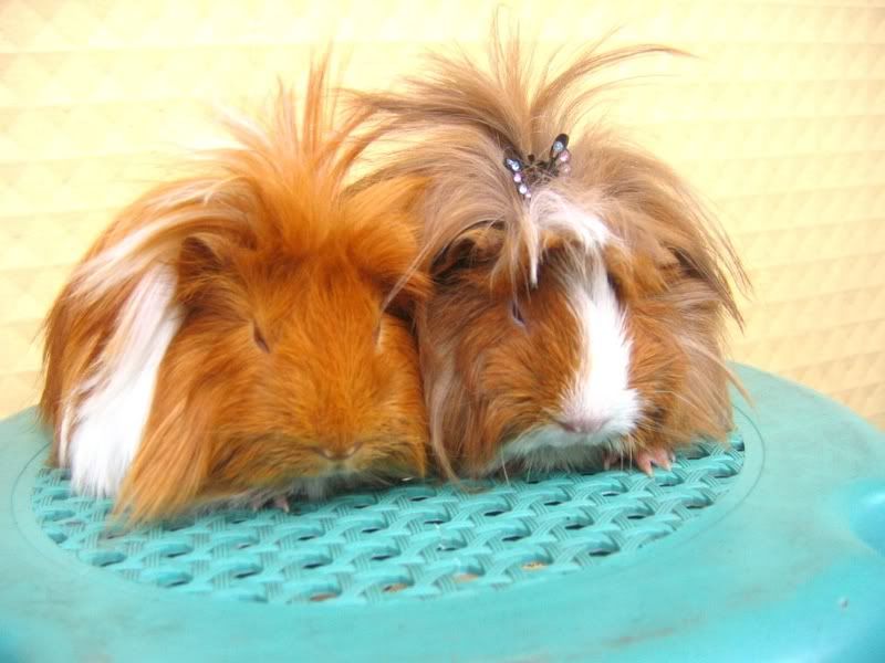 Long Haired Guinea Pigs. My Long-haired Guinea Pigs
