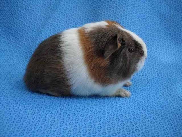 Grilinilthe Curly Long Haired Guinea Pig