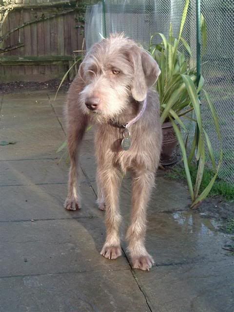 Slovakian Rough Haired Pointer