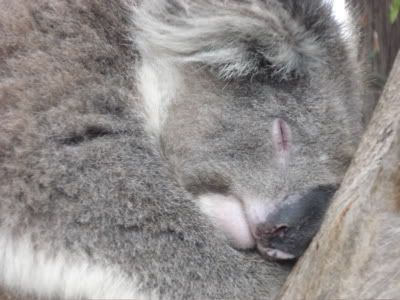 The steady diet of Eucalypt takes it's toll...