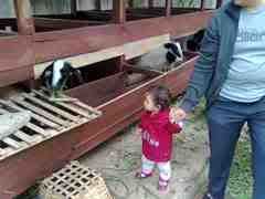 lihat kambing