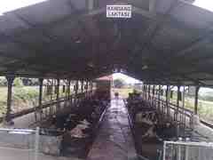 Kandang Laktasi