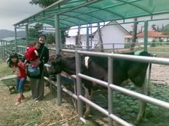 Raisa feed the cow