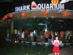 shark akuarium