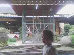 Burung merah