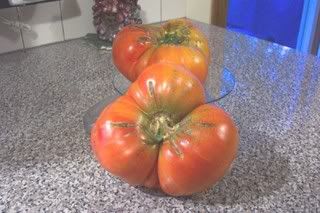 Sliced Red Barn Tomatoville Gardening Forums