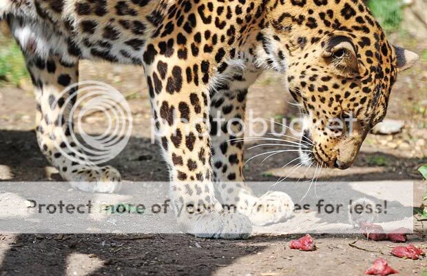 leopard-mouse_1416839i.jpg
