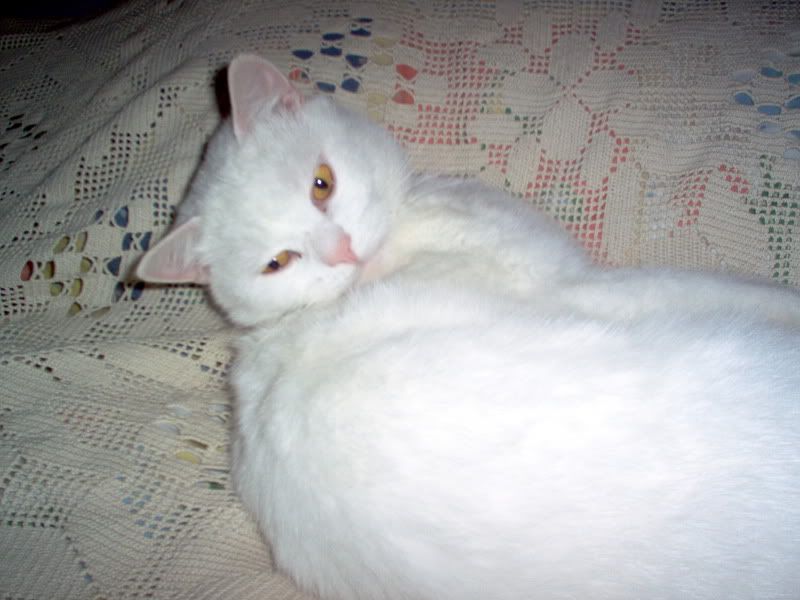 Posted Image