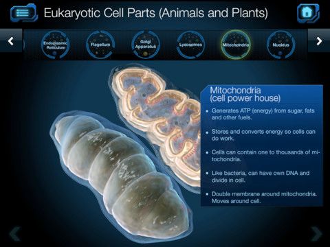 Cell and Cell Structure App | Cool Mom Tech