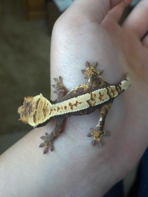 gecko petco getting a baby gecko at petco part 1 youtube petco