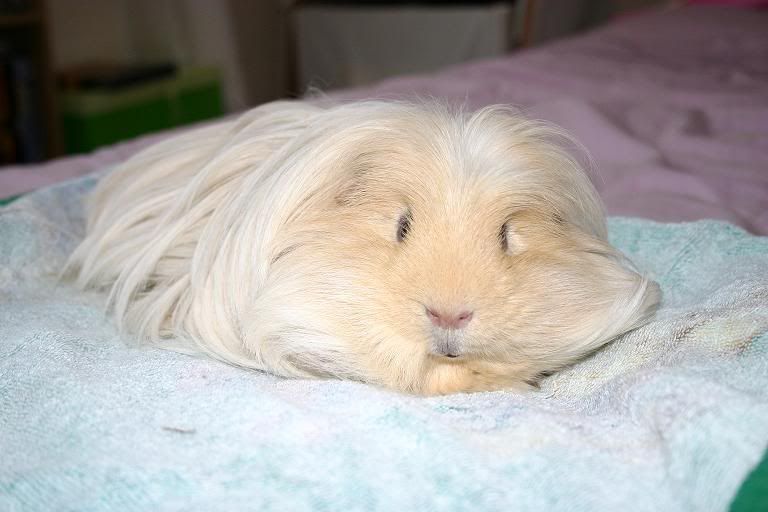 Jasper2-3.jpg